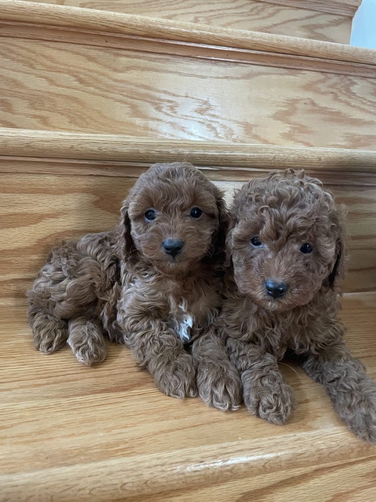 cockapoo-puppies